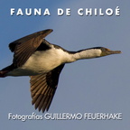 Fauna de Chiloé - Fotografías de Guillermo Feuerhake 