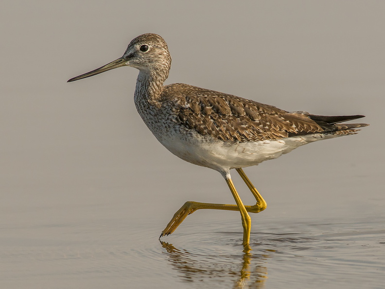Pitotoy Grande (Tringa melanoleuca). Ave migratoria, llega en el verano desde el hemisferio norte. Foto en Ancud. 03_PitotoyGrande5269.jpg