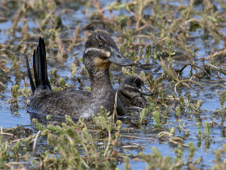 Pato Rana de pico delgado (Oxyura vittata). Hembra con cría. Foto en Mar Brava. 08_PAtoRana9515.jpg