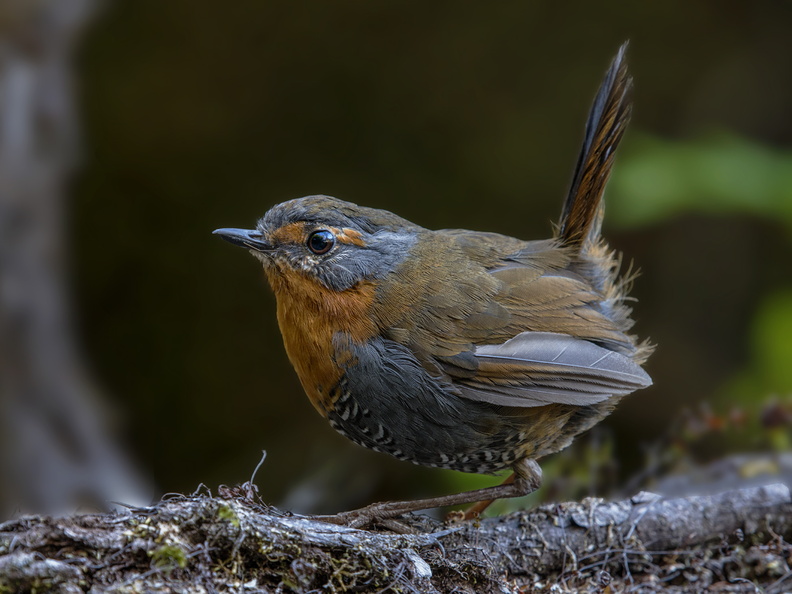 Chucao (Scelorchilus rubecula). Abundante en el bosque chilote. Foto en Chepu. 09_Chucao1340.jpg