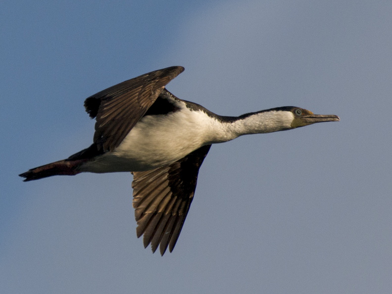 Cormorán imperial (Phalacrocorax atriceps). Ave Marina, frecuente en costas chilotas. Foto en Manao. 11_Cormorán4043.jpg