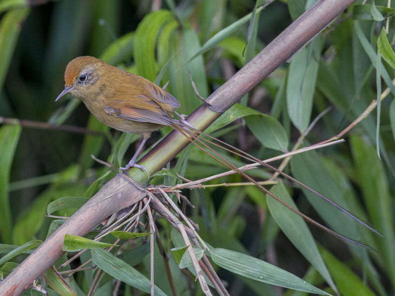 Colilarga (Sylviorthorhynchus desmurii). Difícil de ver, siempre escondido, frecuente en quilantales. Foto cerca de Ancud. 12_Colilarga5946.jpg