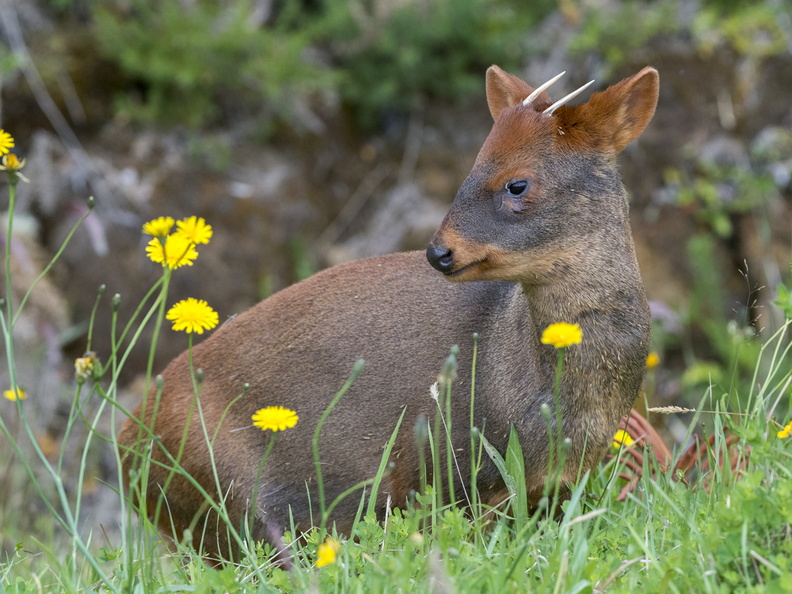 Pudu? (Pudu puda). El ciervo más pequeño del mundo, en peligro de extinción, por pérdida de habitat, perros y atropellos en carreteras. Macho. Foto cerca de Castro. 14_Pudú4486.jpg