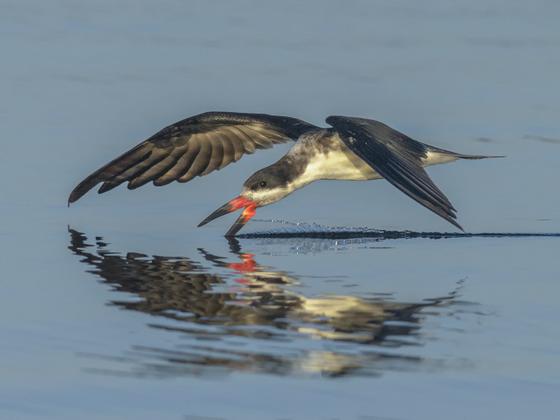 Rayador (Rynchops niger). Al cortar el agua con su afilado pico para capturar pequeños peces, deja una línea que le da su nombre. 17_Rayador6858.jpg