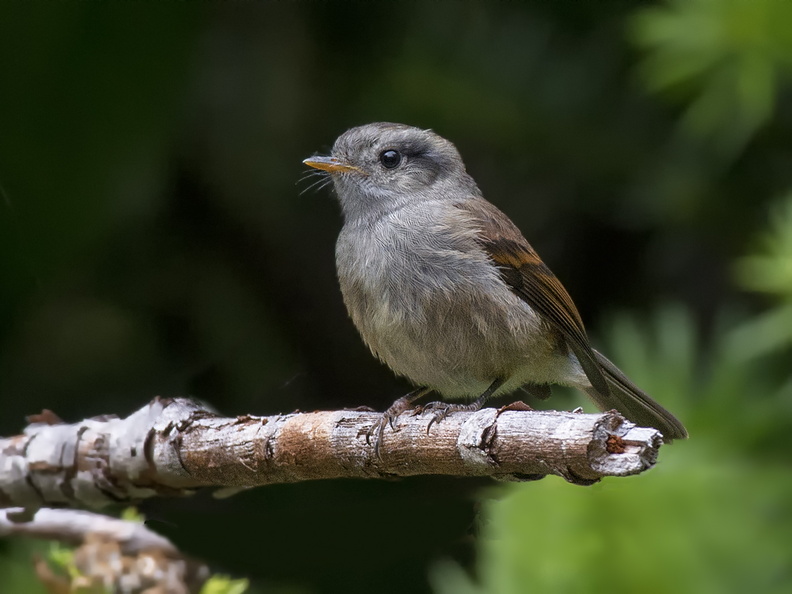 Viudita (Colorhamphus parvirostri). Pequeña ave de bosque, llamada así por su canto lastimero. En invierno migra al norte. 22_Viudita1422b.jpg