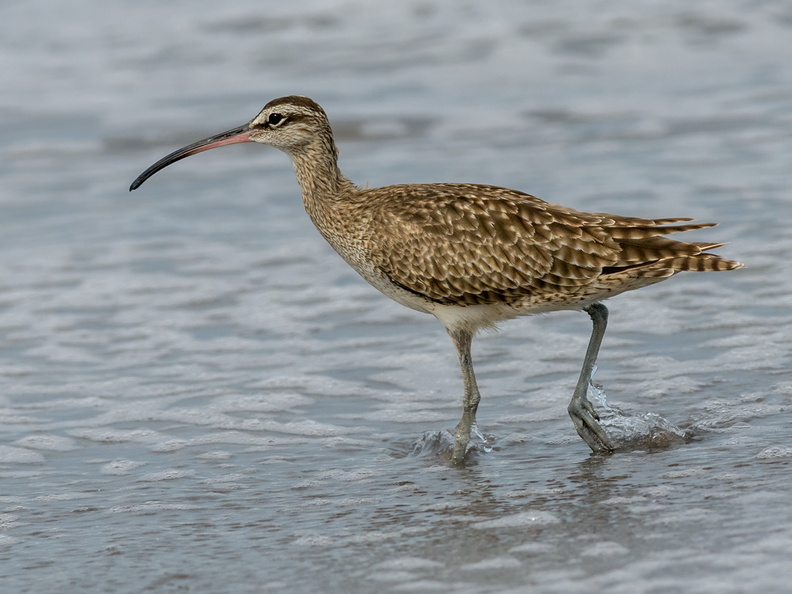 Zarapito Comu?n (Numenius phaeopus). Migra desde Alaska en nuestro verano, siendo Chiloé muy importante para ellos como destino estacional. Foto en Pudeto Bajo, Ancud. 23_ZarapitoComún4451.jpg