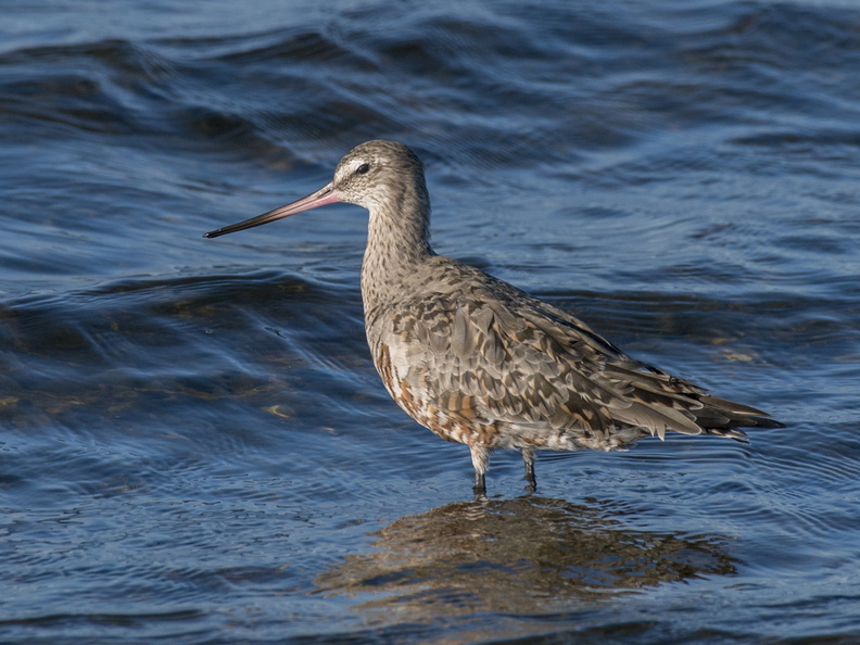 Zarapito de Pico Recto (Limosa haemastica). Menos abundante que el zarapito común, también llega en verano, volando desde la tundra ártica y Alaska (¡16.000 km!). Foto en Ancud. 24_ZarapitoPicoRecto4894.jpg