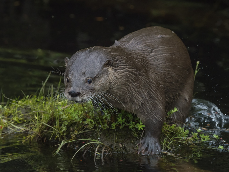 Huilli?n (Lontra provocax) o Nutria de río. Mamífero acuatico de agua dulce, en peligro de extinción, cada vez más difícil de ver. Foto en río Butalcura, Chepu. 25_Huillín0127.jpg