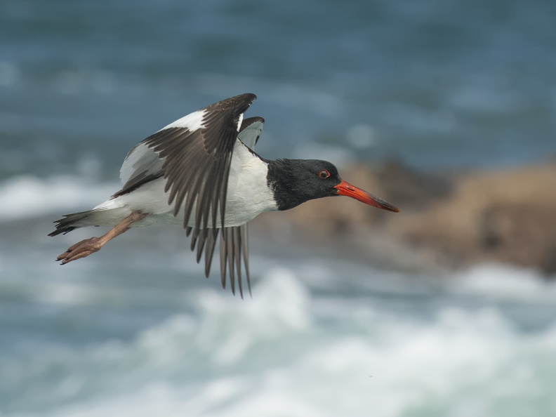 Pilpile?n común (Haematopus palliatus). Ave costera, busca ostras, caracoles y otros moluscos como alimento. Chiloé es el límite sur de su ditribución. 27_Pilpilén6817.jpg