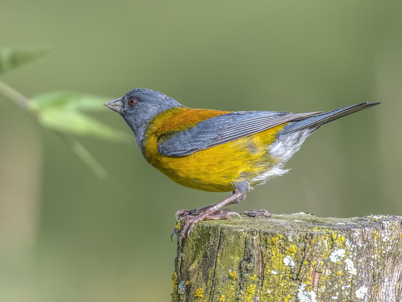 Cometocino Patagónico (Phrygilus patagonicus). Colorida ave de bosque o quebradas de vegetación densa, se alimenta de semillas, insectos y frutas. Foto cerca de Chepu. 29_cometocino9347.jpg