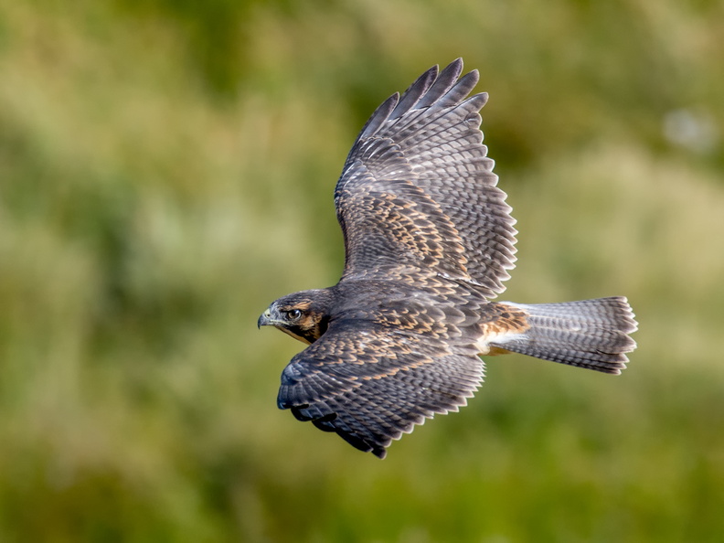 Aguilucho (Geranoaetius polyosoma). La más común de nuestras aves rapaces, gran cazador de roedores y reptiles. Hembra inmadura. Foto en cerros de Rilán. 31_Aguilucho0942.jpg